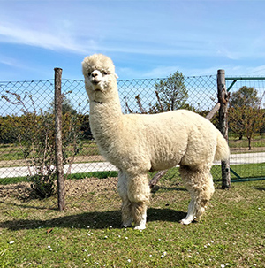 cesenAlpaca-1