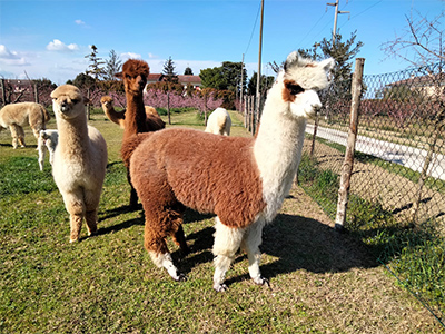 cesenAlpaca