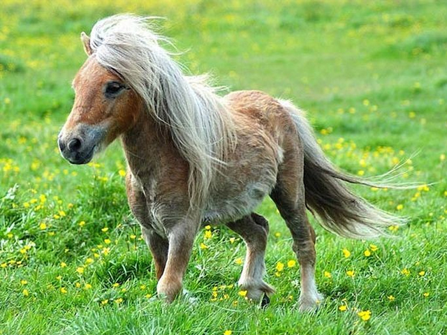 pony